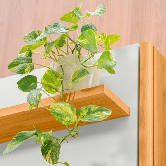 Estante Home Ravena para TV até 75" - Linea Brasil